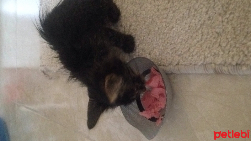 Tekir Kedi, Kedi  Garip fotoğrafı