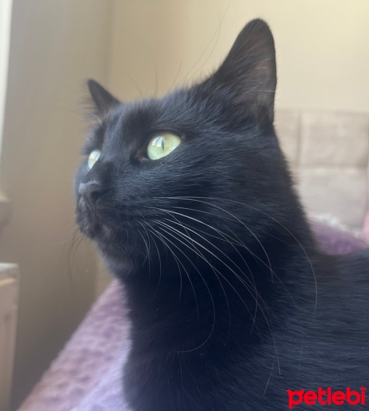 Bombay, Kedi  Ares fotoğrafı