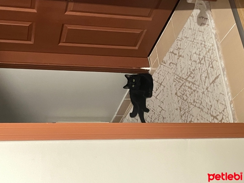 Bombay, Kedi  Ares fotoğrafı