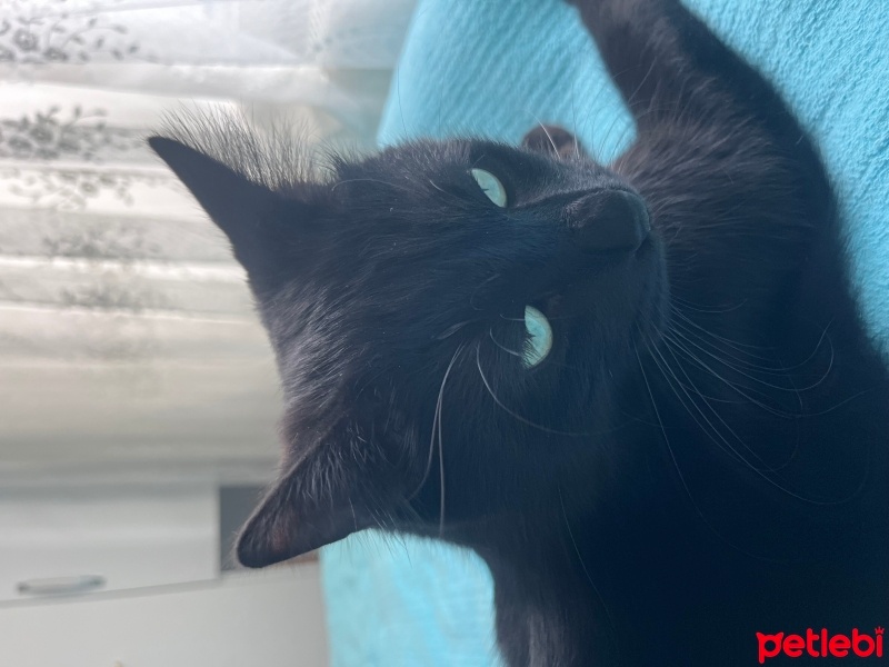 Bombay, Kedi  Ares fotoğrafı