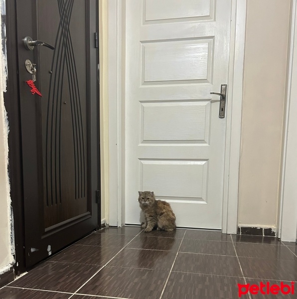 American Shorthair, Kedi  Rıfkı fotoğrafı