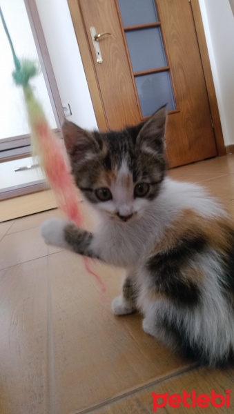 Tekir Kedi, Kedi  Pikaçu fotoğrafı