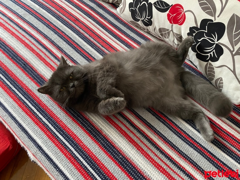 British Shorthair, Kedi  Azman fotoğrafı