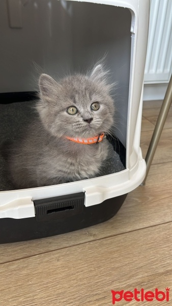 British Longhair, Kedi  Luci fotoğrafı