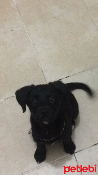 Labrador Retriever, Köpek  Coco fotoğrafı