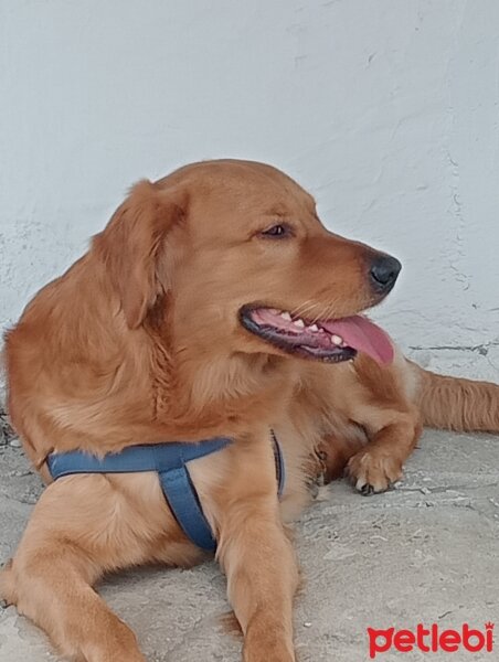 Golden Retriever, Köpek  Ares fotoğrafı