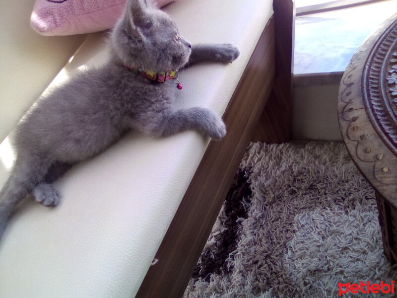 British Shorthair, Kedi  Vargas fotoğrafı