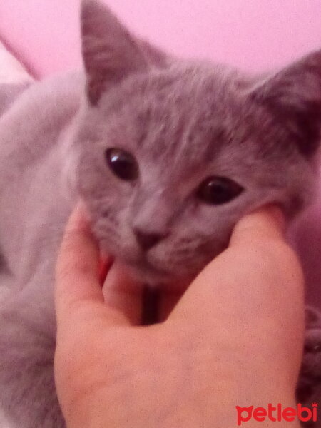 British Shorthair, Kedi  Vargas fotoğrafı