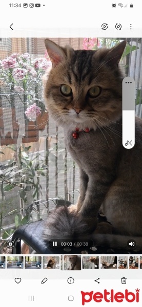 British Longhair, Kedi  Fiona fotoğrafı