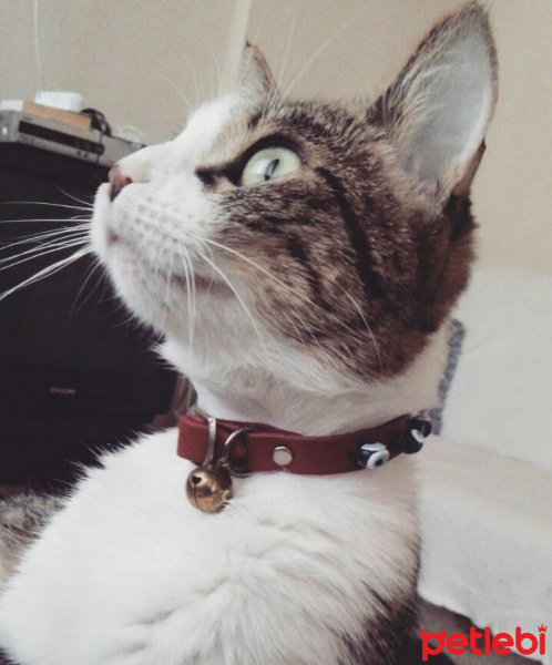 Tekir Kedi, Kedi  Deniz fotoğrafı