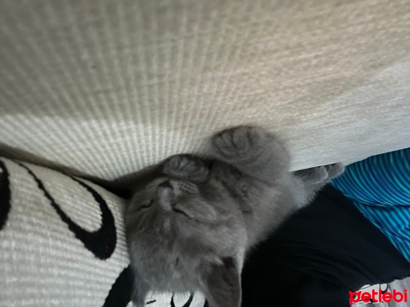 British Shorthair, Kedi  leo fotoğrafı