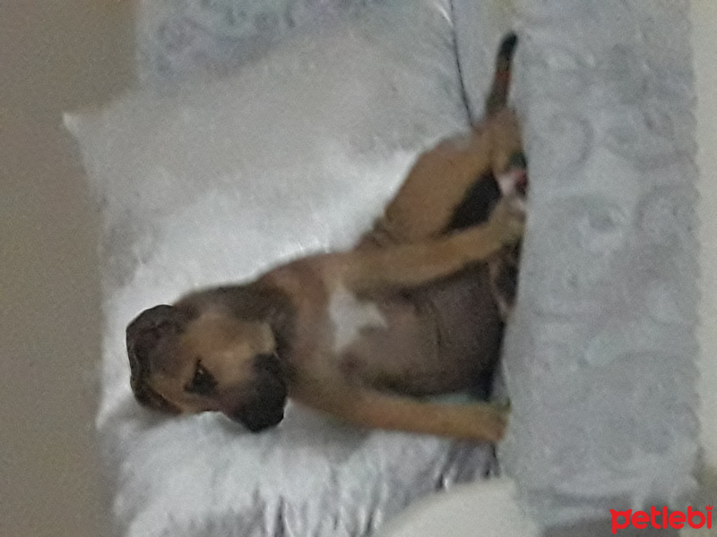 Amerikan Staffordshire Terrier, Köpek  Sasha fotoğrafı