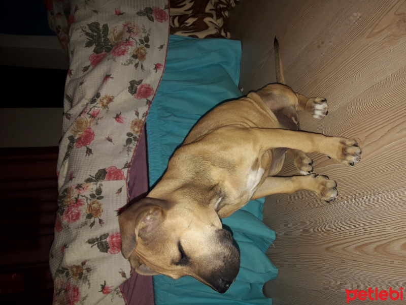 Amerikan Staffordshire Terrier, Köpek  Sasha fotoğrafı