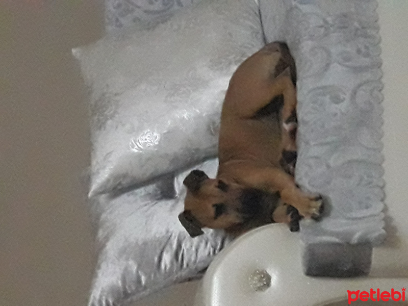 Amerikan Staffordshire Terrier, Köpek  Sasha fotoğrafı