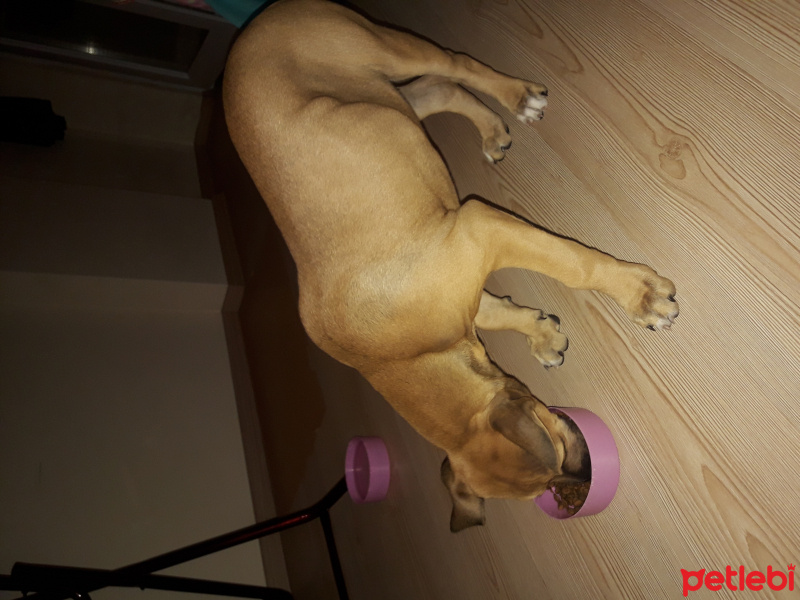 Amerikan Staffordshire Terrier, Köpek  Sasha fotoğrafı
