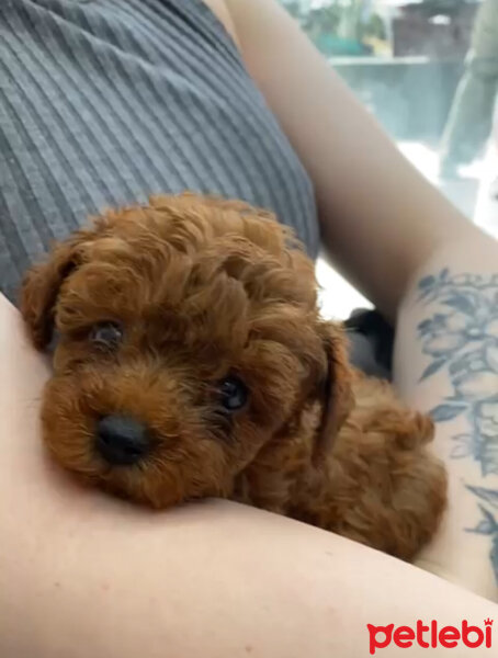 Poodle (Minyatür Kaniş), Köpek  Lizzy fotoğrafı