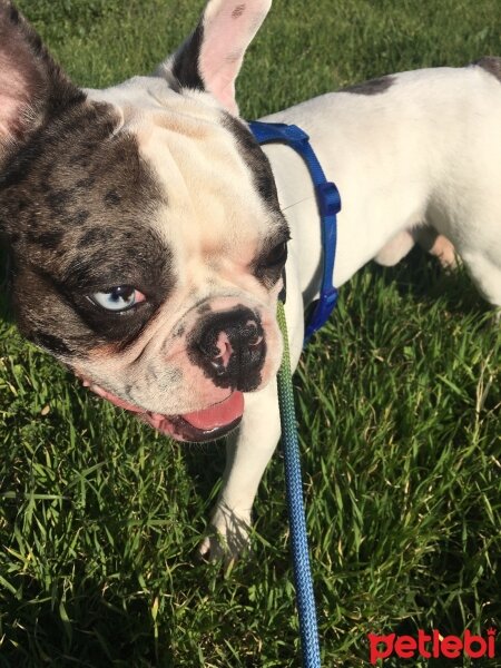 Fransız Bulldog, Köpek  Ozzy fotoğrafı