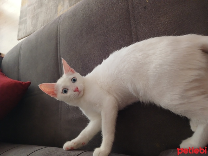 Ankara Kedisi, Kedi  Pamuk fotoğrafı