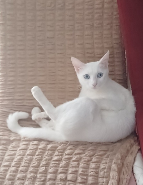 Ankara Kedisi, Kedi  Pamuk fotoğrafı