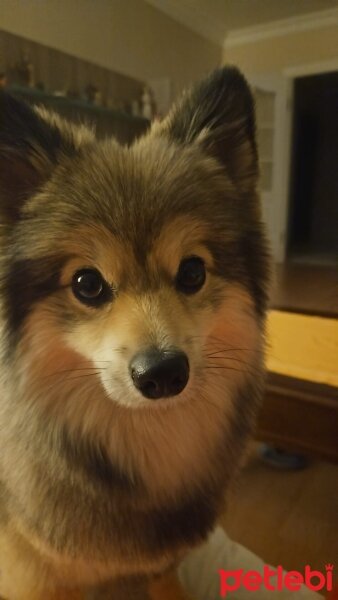 Pomeranyalı, Köpek  NİKO A fotoğrafı