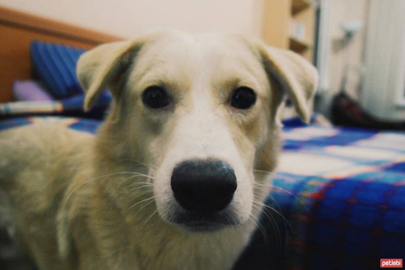 Golden Retriever, Köpek  Alfa fotoğrafı