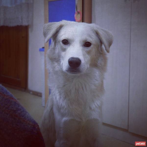 Golden Retriever, Köpek  Alfa fotoğrafı