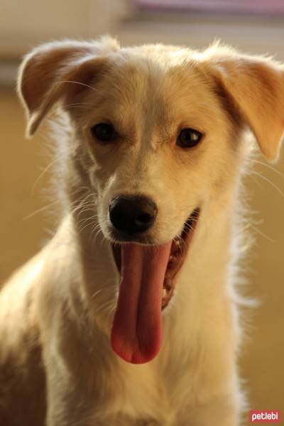 Golden Retriever, Köpek  Alfa fotoğrafı