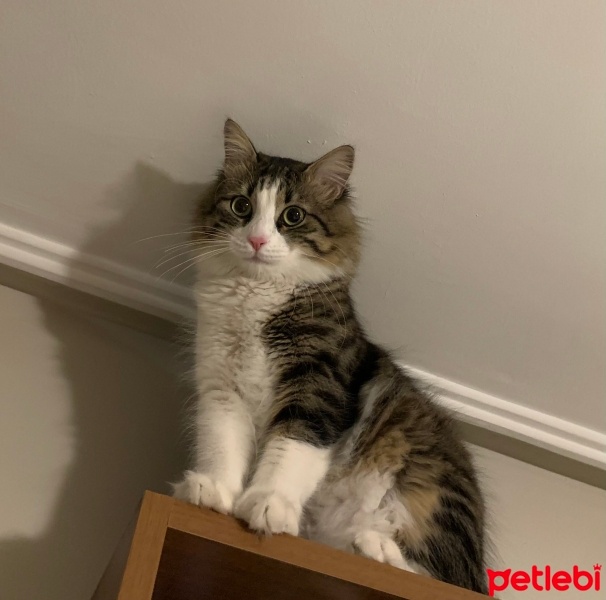Norwegian Forest, Kedi  POFİ fotoğrafı