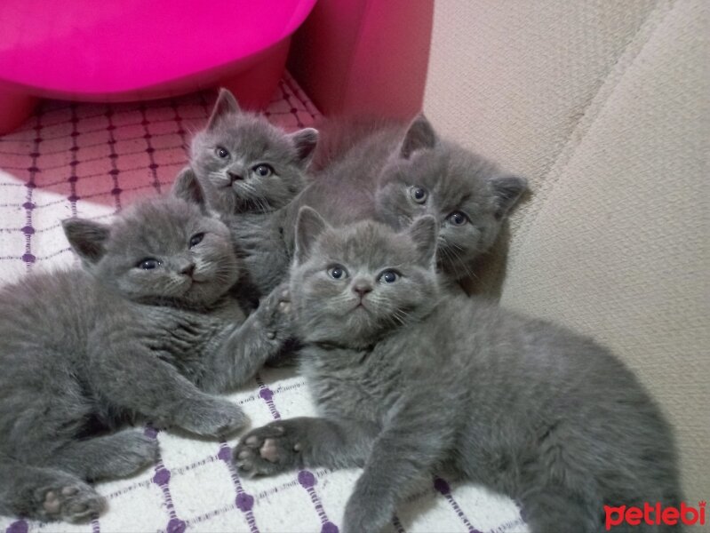 British Shorthair, Kedi  British fotoğrafı