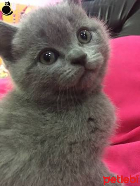 British Shorthair, Kedi  Reçel fotoğrafı