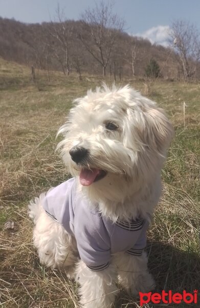 Maltese, Köpek  Kuki fotoğrafı