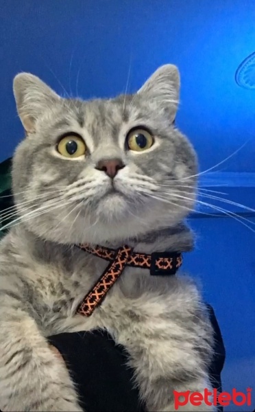 British Shorthair, Kedi  Duman fotoğrafı