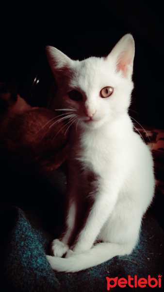Siyam Kedisi, Kedi  şanslı fotoğrafı