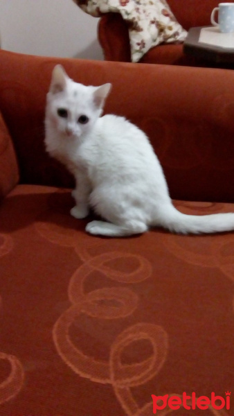 Siyam Kedisi, Kedi  şanslı fotoğrafı