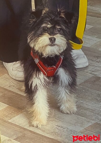 Yorkshire Terrier, Köpek  Paşa fotoğrafı