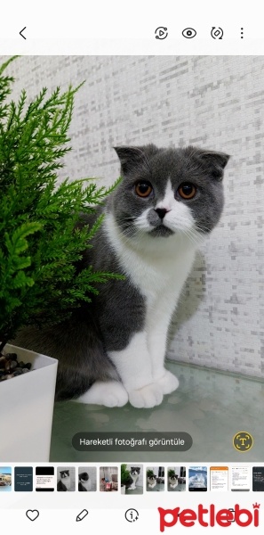 Scottish Fold, Kedi  Müezza fotoğrafı