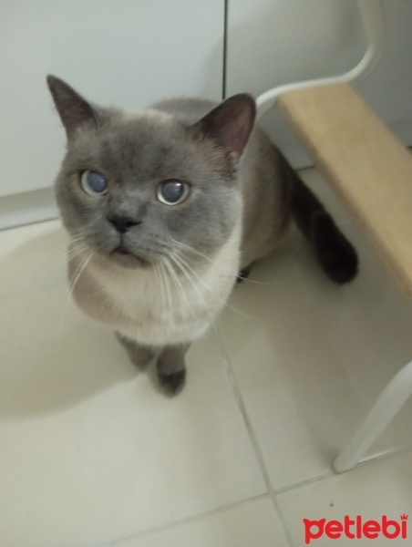 Siyam Kedisi, Kedi  Duman fotoğrafı
