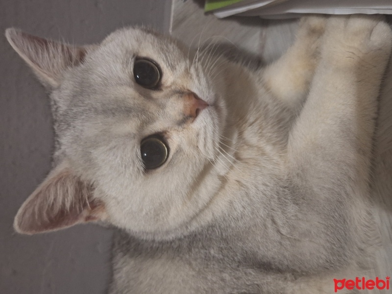 British Longhair, Kedi  Kartopu fotoğrafı