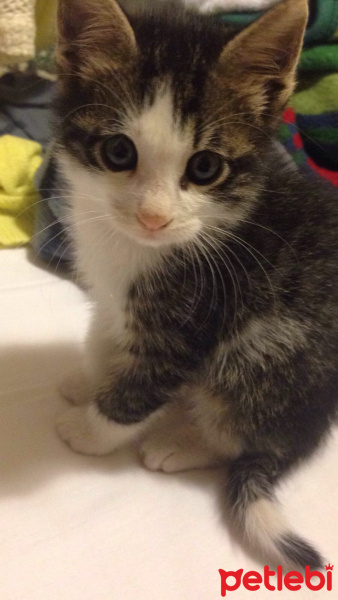 Tekir Kedi, Kedi  Aliş fotoğrafı
