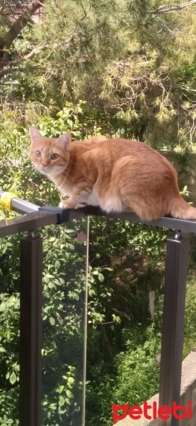 Tekir Kedi, Kedi  Tarçın fotoğrafı