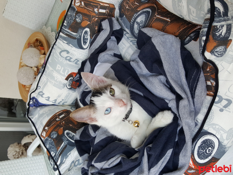 Van Kedisi, Kedi  Misket fotoğrafı