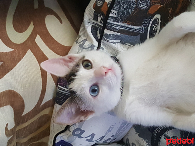 Van Kedisi, Kedi  Misket fotoğrafı