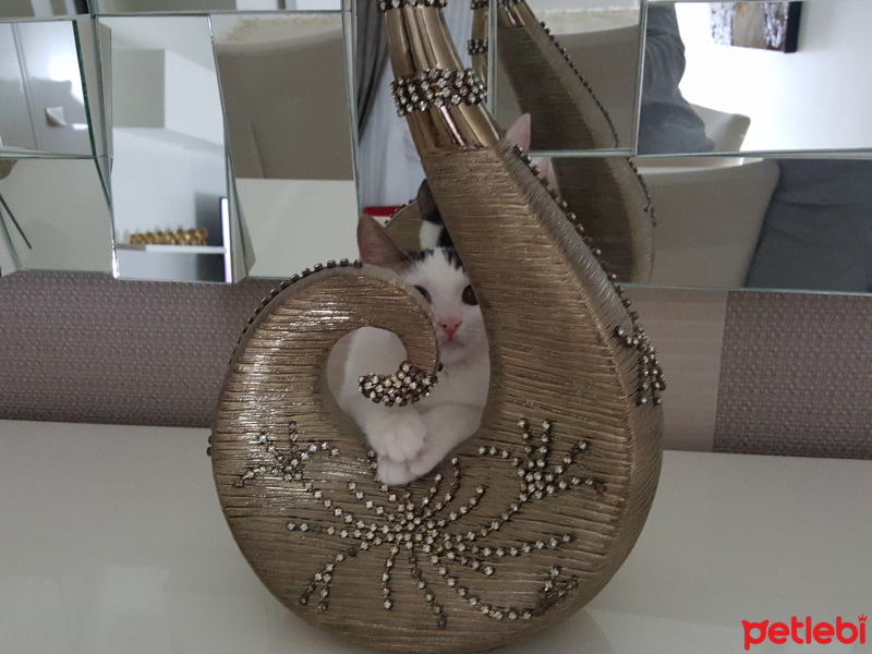Van Kedisi, Kedi  Misket fotoğrafı