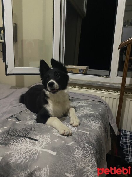 Border Collie, Köpek  Bella fotoğrafı