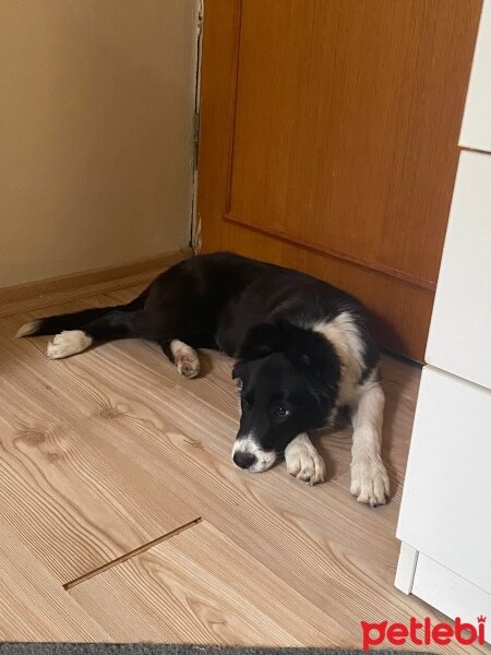 Border Collie, Köpek  Bella fotoğrafı