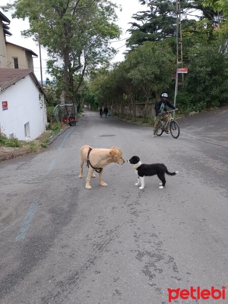 Border Collie, Köpek  Bella fotoğrafı