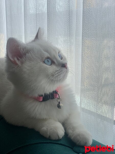 British Shorthair, Kedi  Mila fotoğrafı