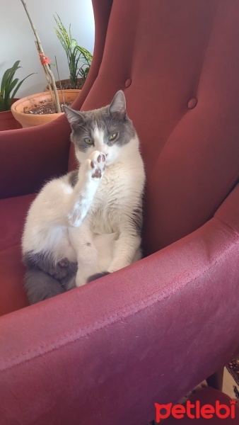 Tekir Kedi, Kedi  Duman fotoğrafı