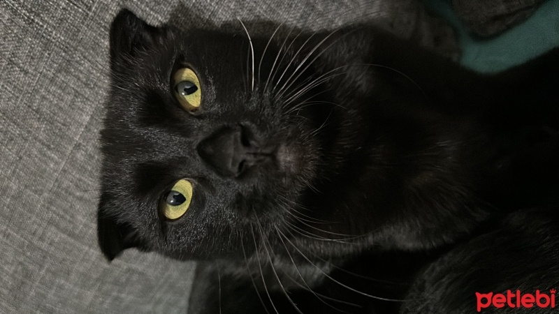 Scottish Fold, Kedi  Lucifer fotoğrafı