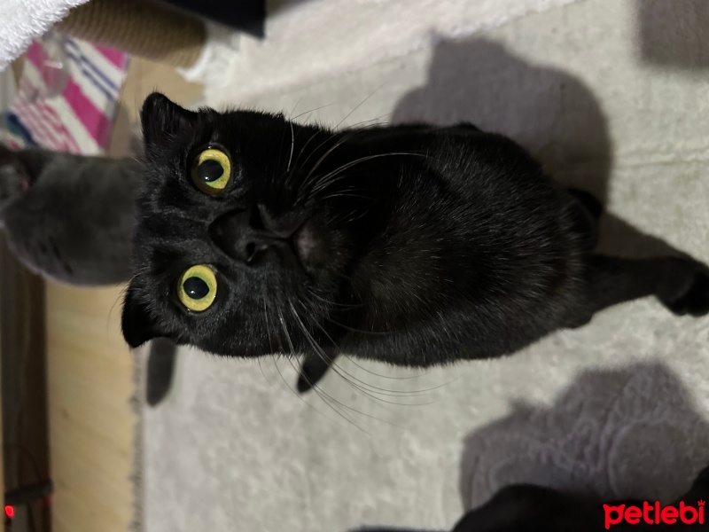 Scottish Fold, Kedi  Lucifer fotoğrafı